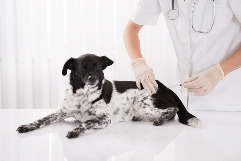 Vacina contra Raiva Cachorro Água Branca - Vacina Animal Antirrábica