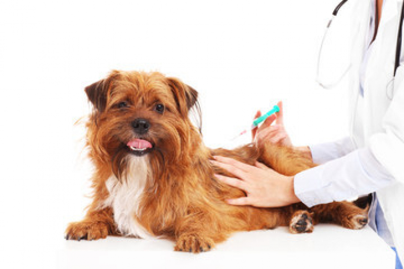Vacina contra Raiva de Cachorro Valor Santa Cecília - Vacina Animal