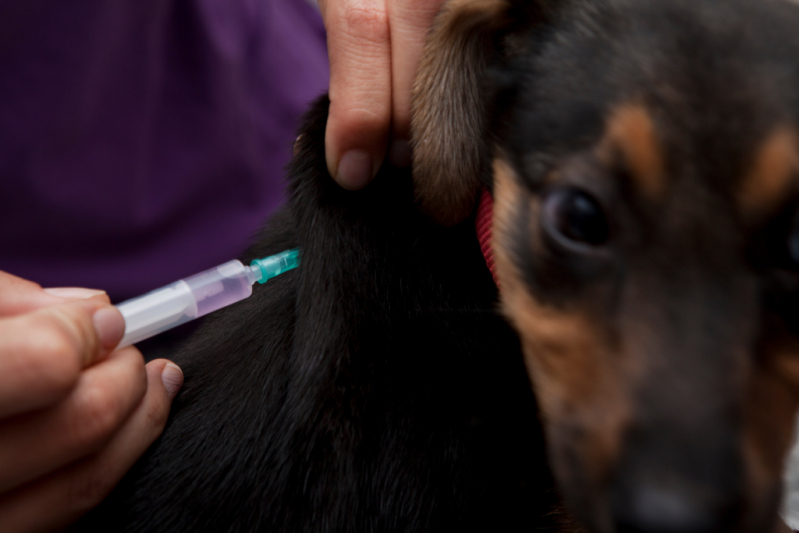 Vacina contra Raiva para Cachorro Valor Jardim Monjolo - Vacina Antirrábica Cachorro
