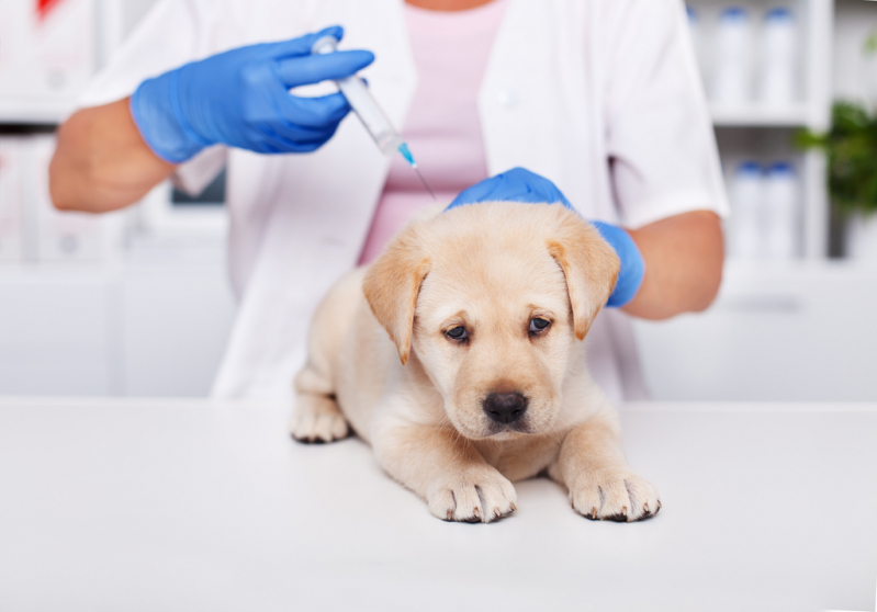 Vacina contra Raiva para Cachorro Sítio Morro Grande - Vacina da Raiva para Cachorro