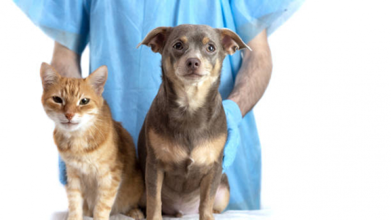 Vacina contra Raiva para Cachorros Paraíso - Vacina para Raiva Cachorro