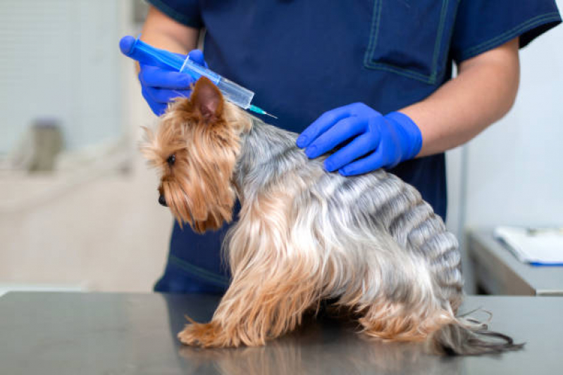 Vacina da Raiva Cachorro Marcar Bom Retiro - Vacina contra Raiva em Cachorro