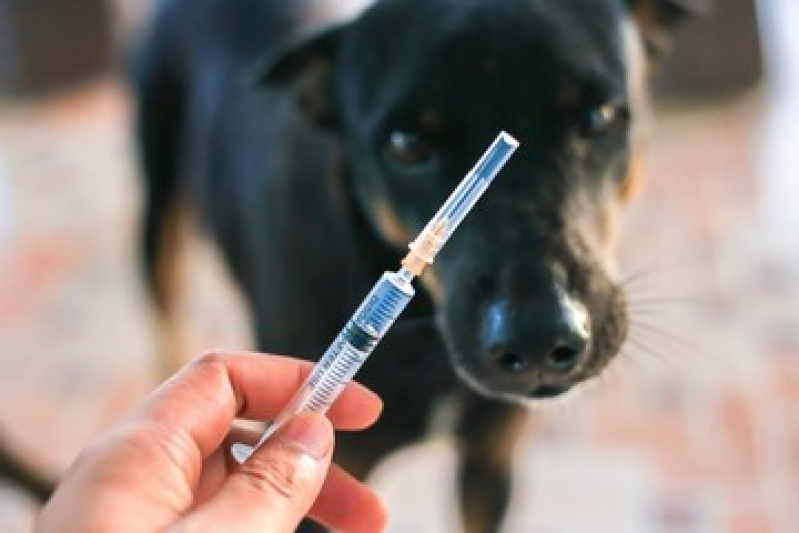 Vacina da Raiva Cachorro Valor Parque Rebouças - Vacina Antirrábica para Cachorro Bom Retiro