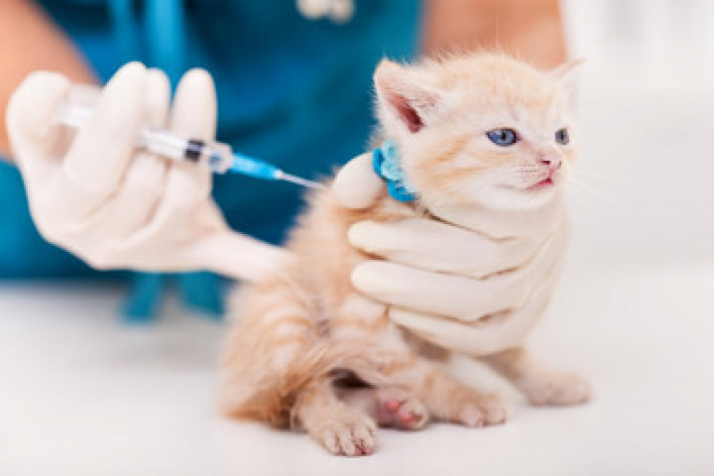 Vacina da Raiva para Gato Jardim Paulistano - Vacina para Gato Filhote