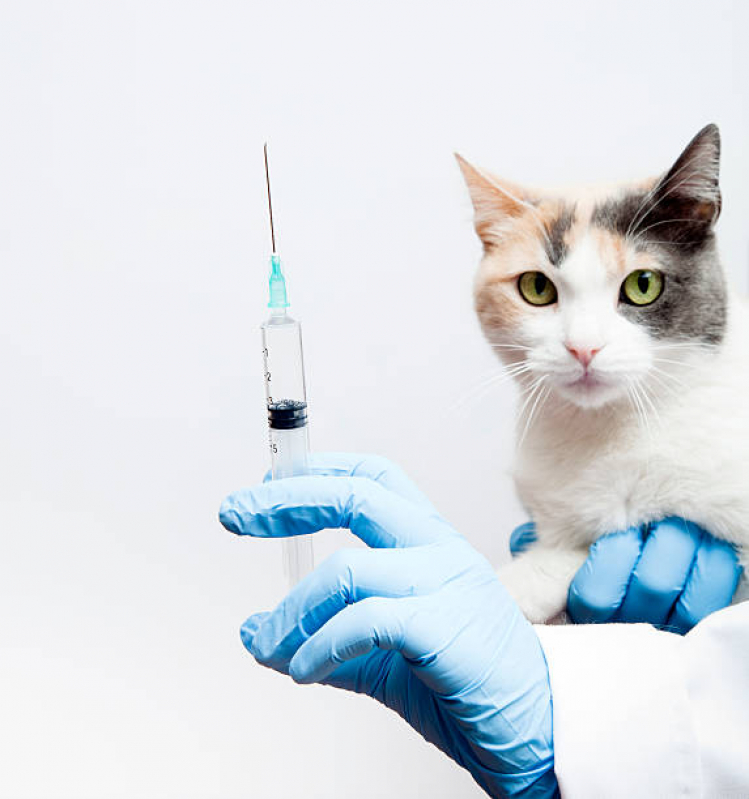 Vacina da Raiva para Gatos Vila Picinin - Vacina da Raiva para Gatos