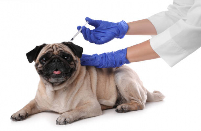 Vacina de Cachorro Agendar Santa Cruz - Vacina Polivalente Cachorro