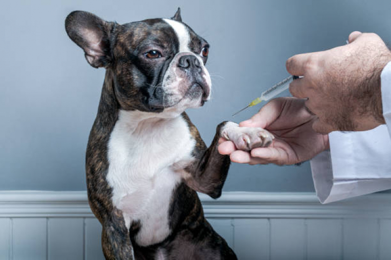 Vacina de Cachorro Marcar Sumarezinho - Vacina para Filhotes de Cachorro