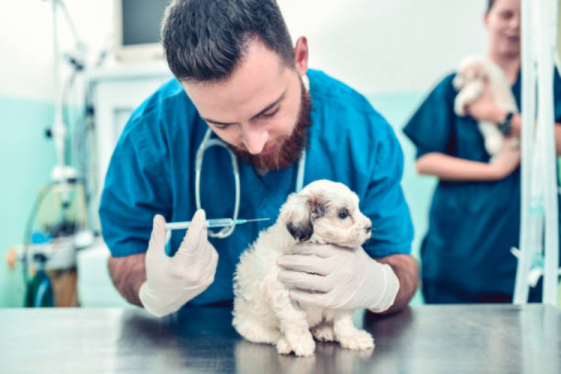 Vacina de Cachorro Alto de Pinheiros - Vacina Polivalente Cachorro