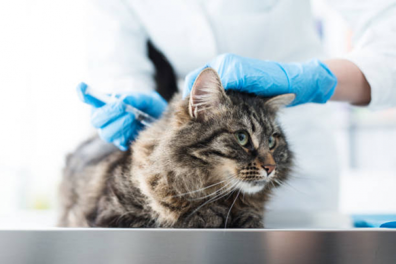 Vacina de Gato Agendar Jardim Cachoeira - Vacinas para Gatos Malhados