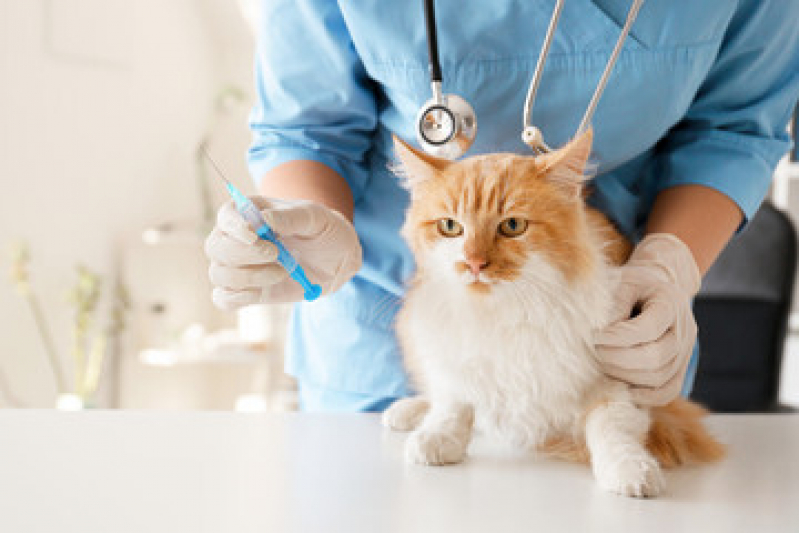 Vacina de Gato V4 Valores Bairro Siciliano - Vacina para Gato Bom Retiro