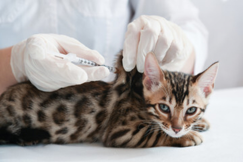Vacina de Gato V5 Valores Vila Picinin - Vacina de Gato V5