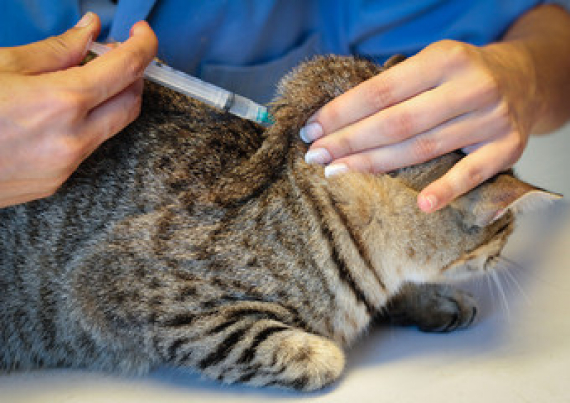 Vacina de Gato V5 Campos Elíseos - Vacina para Gato Filhote
