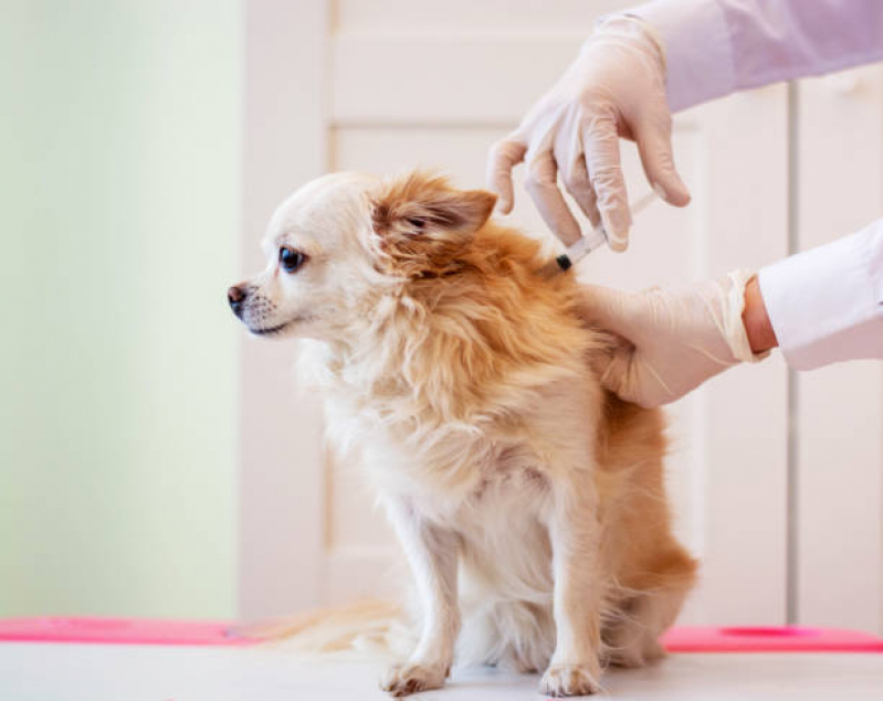 Vacina de Raiva em Cachorro Marcar Vila Arcádia - Vacina para Raiva Cachorro