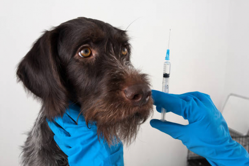 Vacina de Raiva para Cachorro Marcar Jaguaré - Vacina para Raiva Cachorro