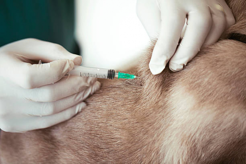 Vacina de Raiva para Cachorro Liberdade - Vacina para Raiva Cachorro