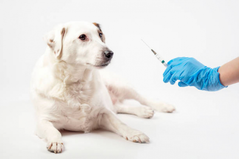 Vacina Filhote Cachorro Agendar Vila Madalena - Vacina para Filhotes de Cachorro
