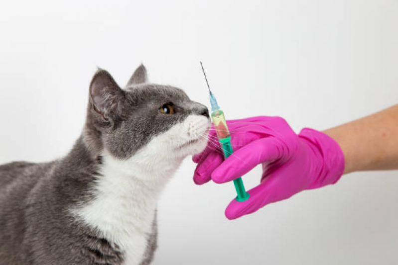 Vacina Fiv Felv Marcar Vila Madalena - Vacina para Gatos Não Pegar Cria