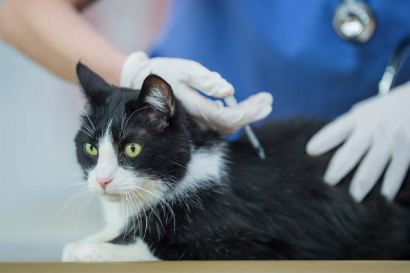 Vacina Fiv Felv Vila dos Ferroviários - Vacina para Gatos Não Pegar Cria