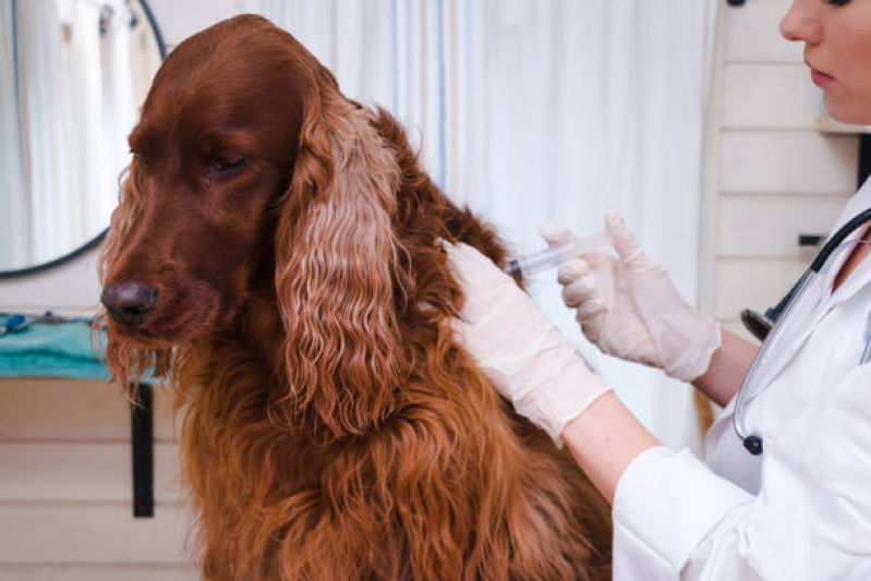 Vacina Gripe Canina Marcar Nossa Senhora do Ó - Vacina Polivalente Cachorro