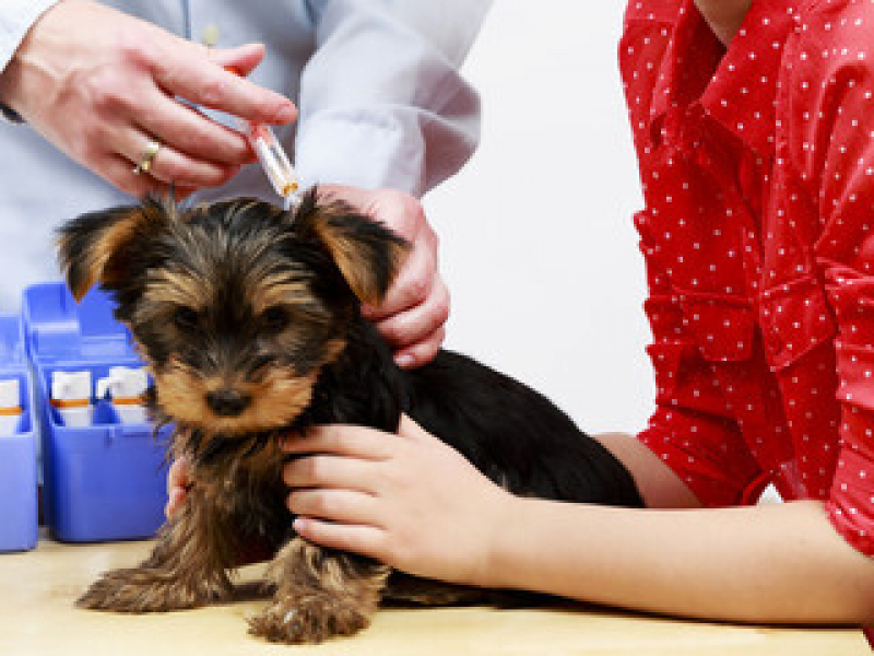Vacina para Cachorro Filhote Valor Parque Rebouças - Vacina Animal Antirrábica