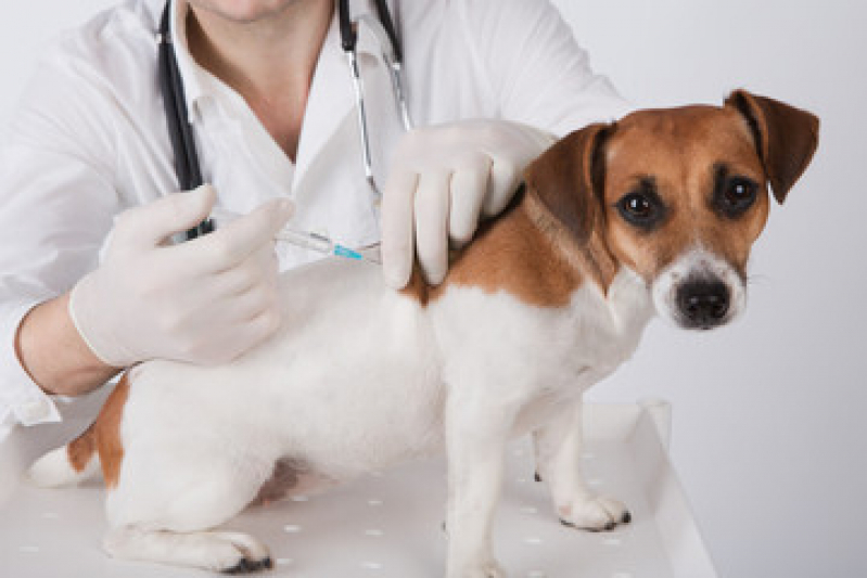 Vacina para Cachorro Filhote Santa Cruz - Vacina Animal Antirrábica