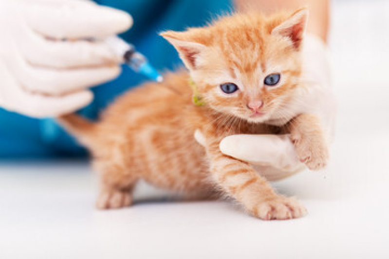 Vacina para Filhote de Gato Vila Mariana - Vacina de Gato V5