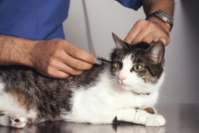 Vacina para Gato Filhote Valores Bairro Siciliano - Vacina contra Raiva para Gato