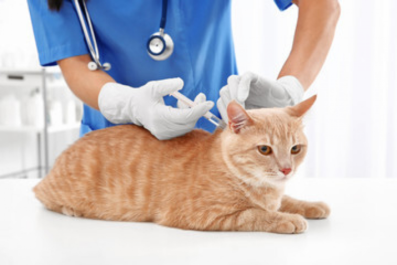 Vacina para Gato Filhote Bixiga - Vacina para Gato Barra Funda