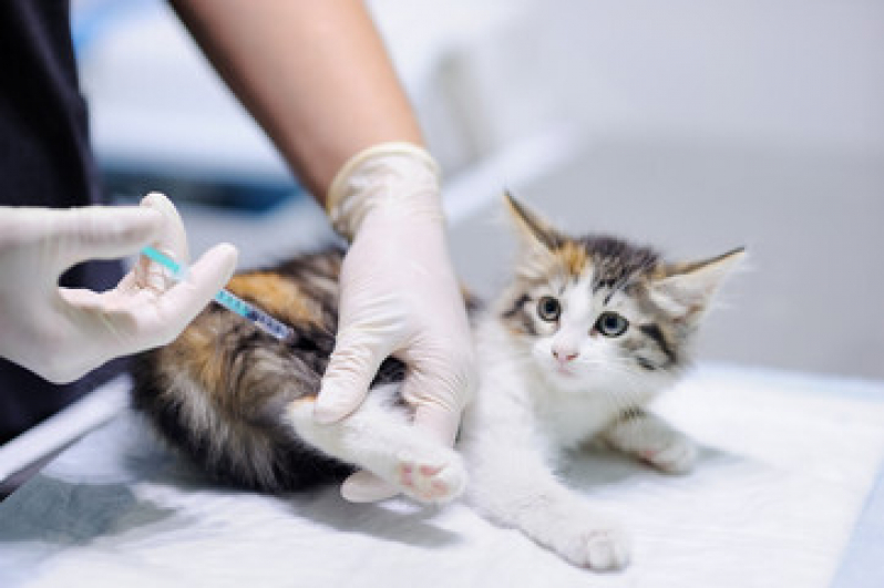 Vacina para Gato no Cio Valores Parque Rebouças - Vacina para Gato Filhote