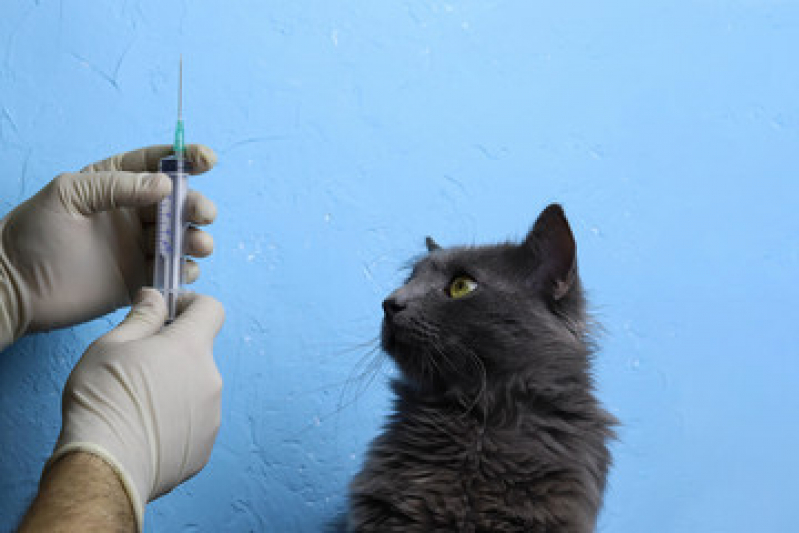 Vacina para Gato no Cio Vila Cavaton - Vacina para Gato