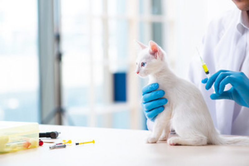 Vacina para Gato Valores Bom Retiro - Vacina para Gato Barra Funda