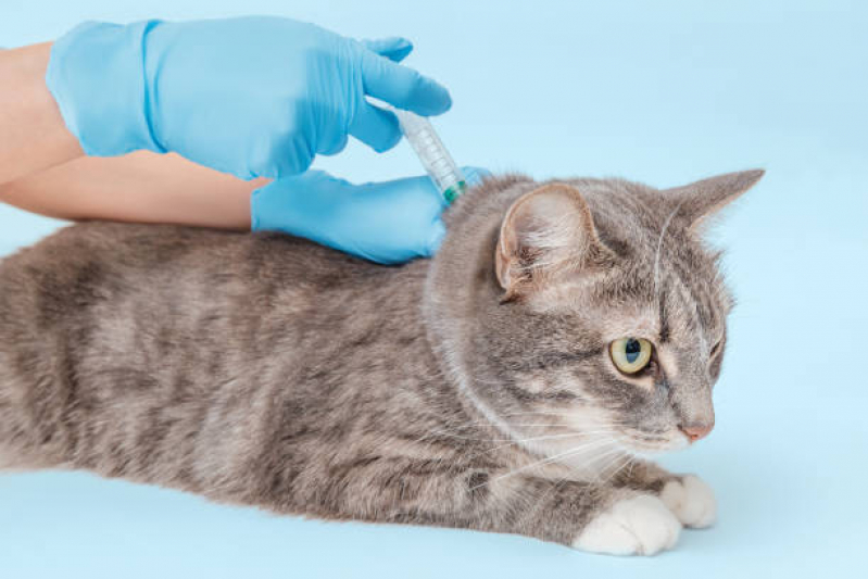Vacina para Gatos Não Pegar Cria Agendar Vila Lório - Vacina Quíntupla Felina
