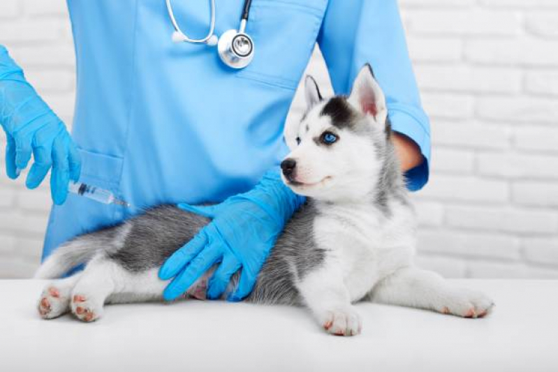 Vacina para Raiva Cachorro Marcar Casa Verde - Vacina contra Raiva em Cachorro