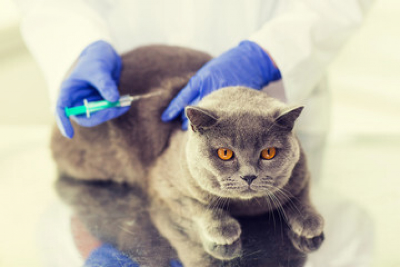 Vacina para Raiva Gato Valores Bairro do Limão - Vacina Antirrábica Gato