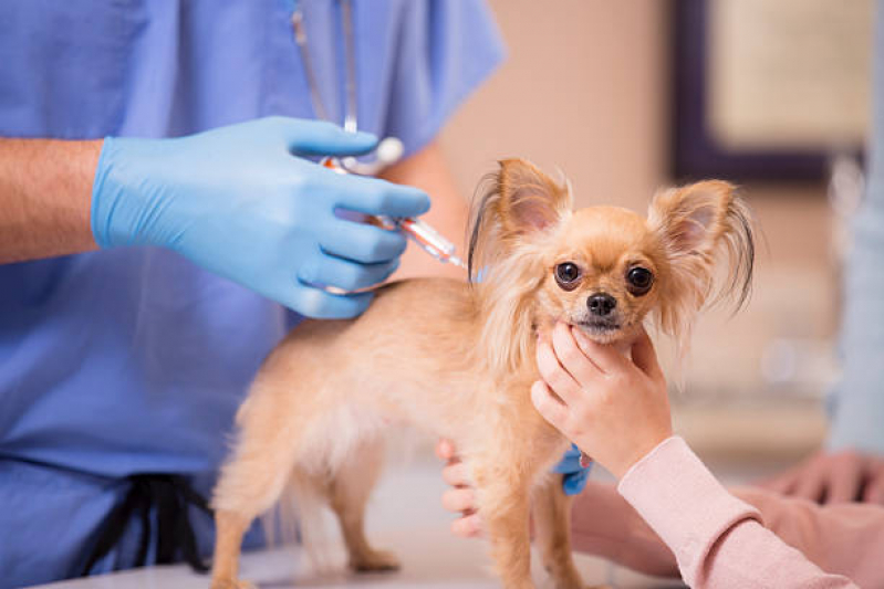 Vacina Polivalente Cachorro Vila Lório - Vacina Cachorro