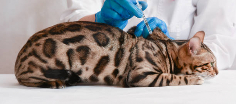 Vacina Quíntupla Felina Agendar Paraíso - Vacinas para Gatos Malhados