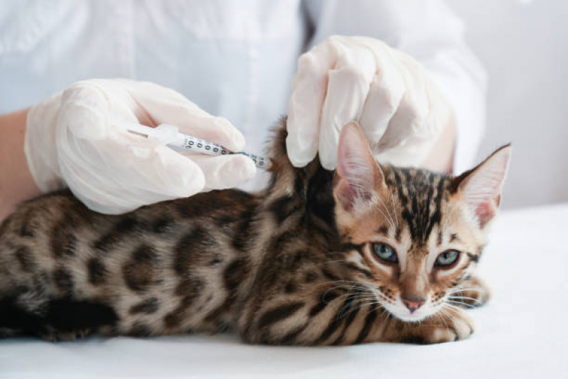 Vacina Quíntupla Felina Aclimação - Vacina para Gatos Não Pegar Cria