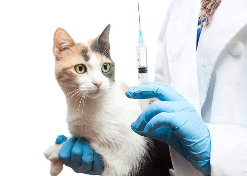 Vacina V4 para Gatos Agendar Campos Elíseos - Vacina de Raiva Gatos