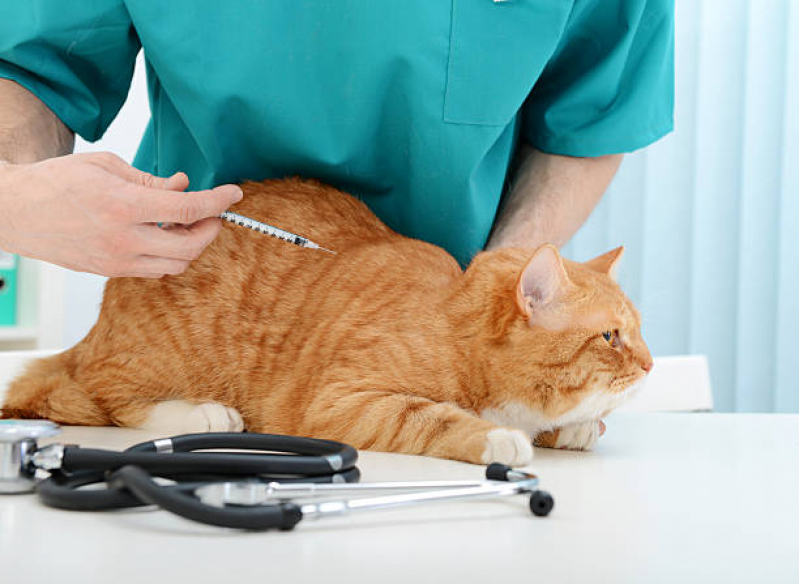 Vacina V4 para Gatos Pinheiros - Vacinas Gato