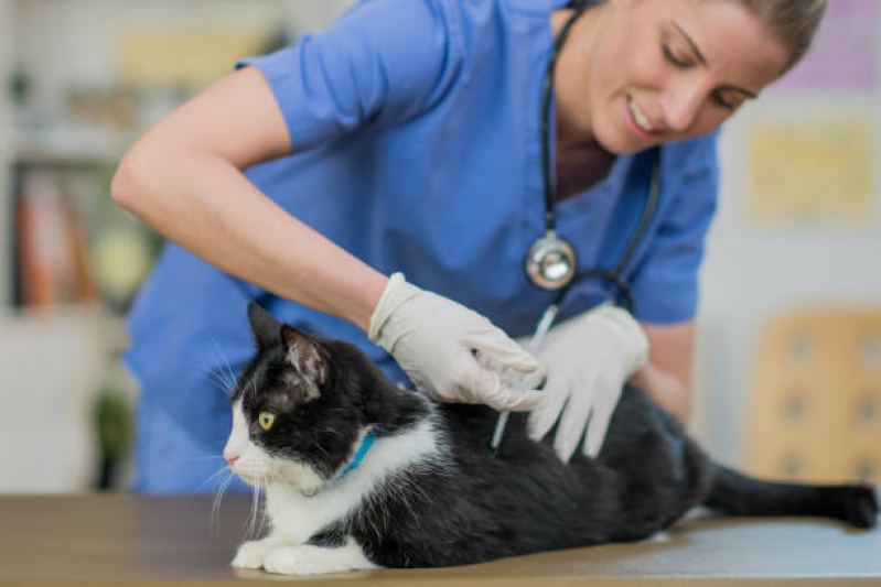 Vacinas em Gatos Agendar Centro - Vacina de Gato