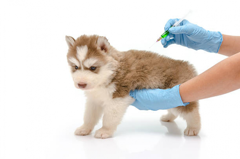 Vacinas para Cachorros Filhotes Santana - Vacina de Cachorro
