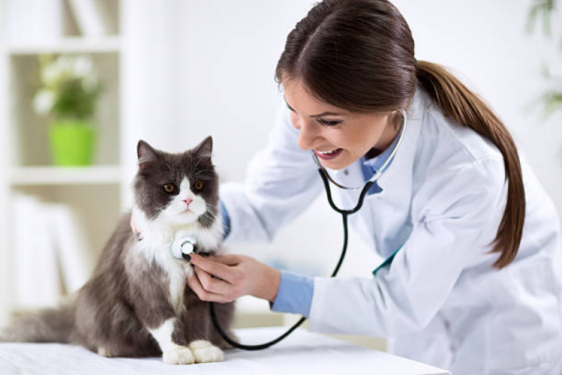 Veterinaria de Felinos Contato Santa Cruz - Veterinário para Gato 24 Horas