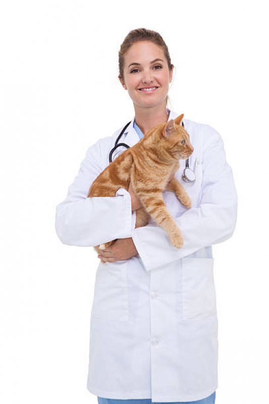 Veterinaria de Felinos Aclimação - Veterinário Ortopedista para Gatos
