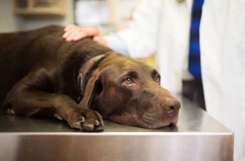 Veterinaria Especialista em Olhos de Cachorro Contato Jardim Bela Vista - Veterinário para Cães