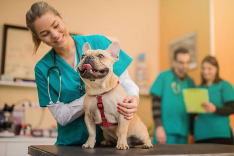 Veterinaria Especialista em Olhos de Cachorro São Paulo - Veterinário para Cães