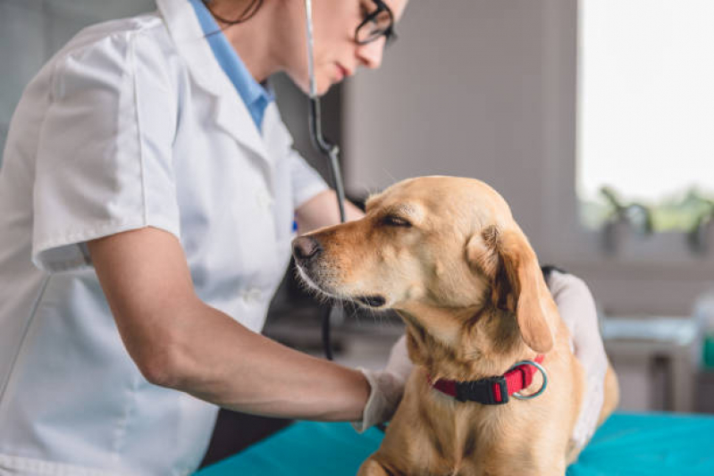 Veterinaria Especialista em Pele de Cachorro Contato Ibirapuera - Veterinário para Cachorro