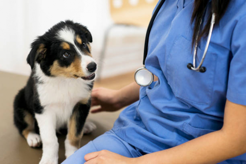 Veterinaria Especialista em Pele de Cachorro Ibirapuera - Veterinário Especialista em Cachorro