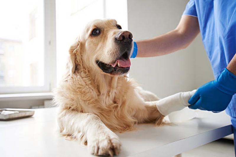 Veterinário 24 Horas Freguesia do Ó - Veterinário Perto de Mim