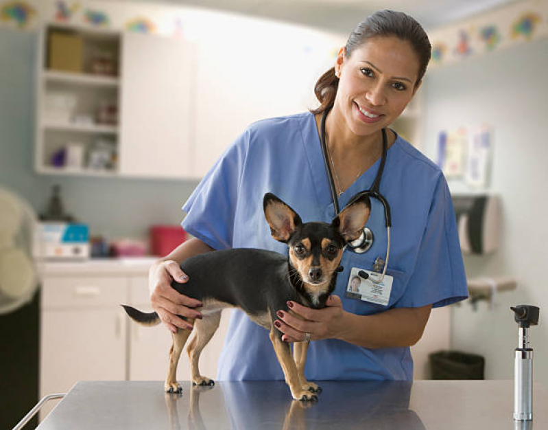 Veterinário Cachorro Contato Bixiga - Veterinário Cães