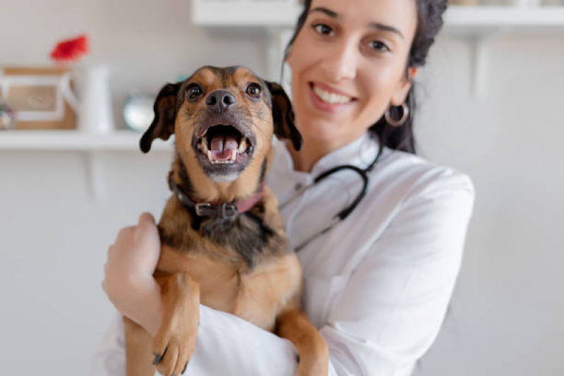 Veterinário Cães e Gatos Contato Freguesia do Ó - Veterinário para Cachorro